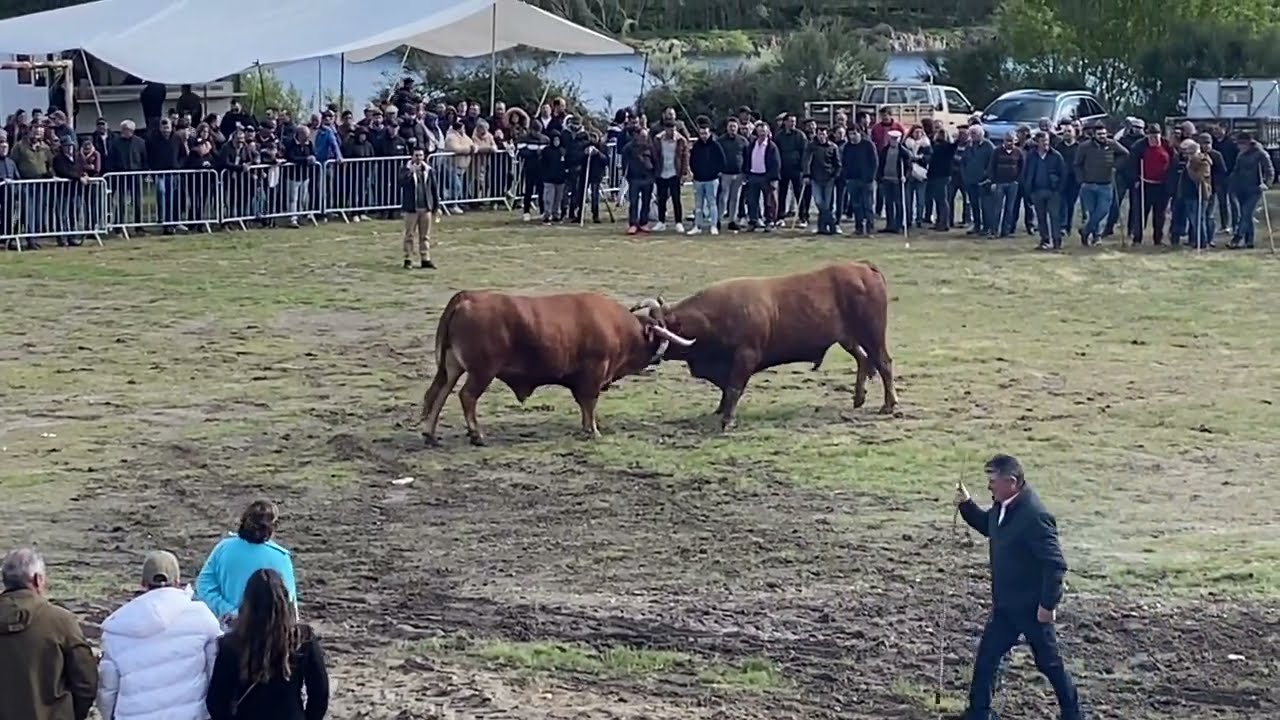 6º Luta - Boi Carriço (Prop. Alcino Valadares) vs Boi Carriço (Prop. Tonholauras Alhões)