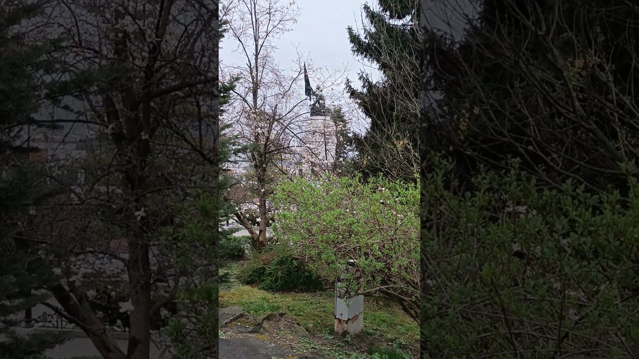 Magnolia ( Magnoliaceae )