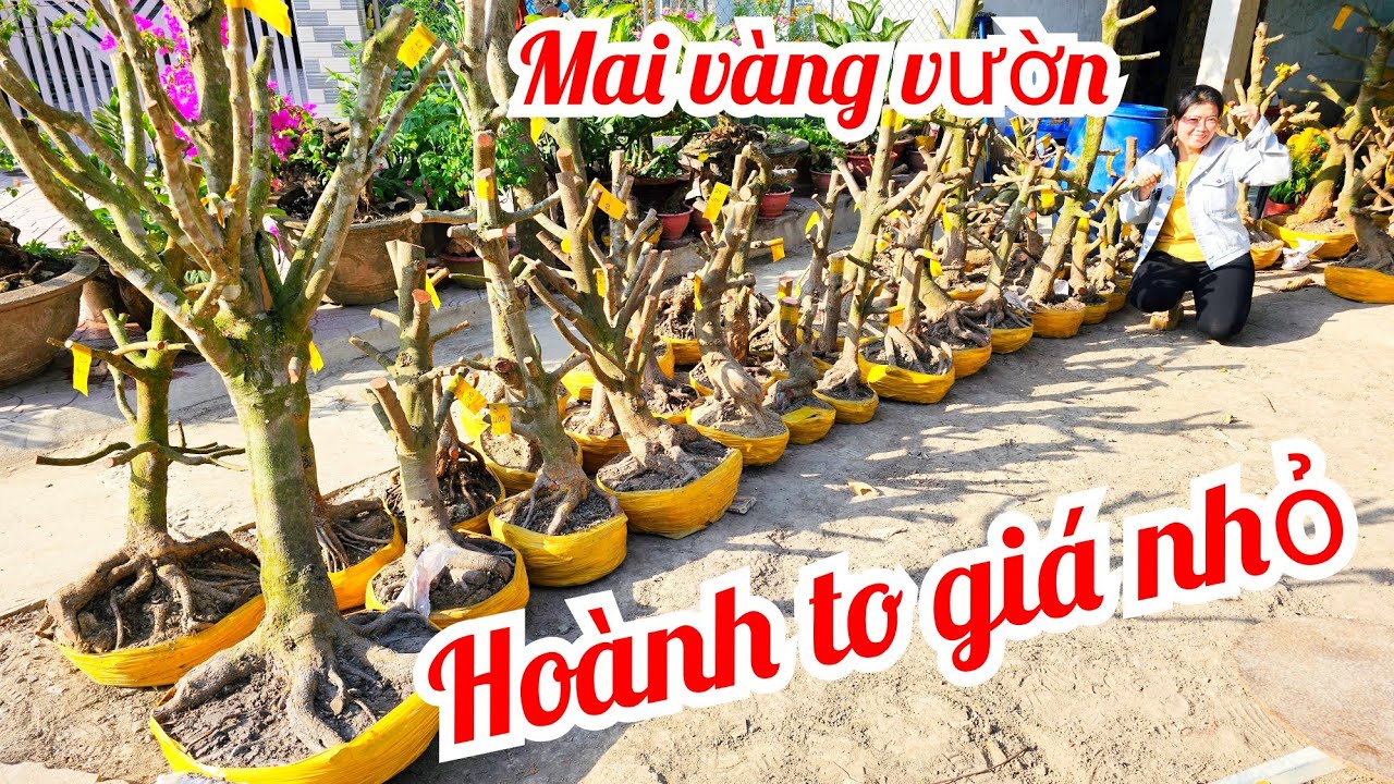 Phương Ngân 📲 0346084278 mai vàng vườn hoành to giá rẻ 21/2 mùng 5 Tết Chợ Gạo (@MaivàngQuêdừa)