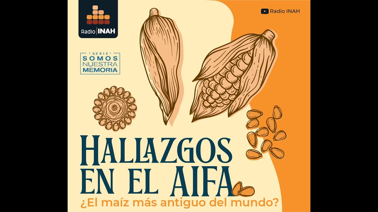 Hallazgos en el AIFA ¿El maíz más antiguo del mundo?