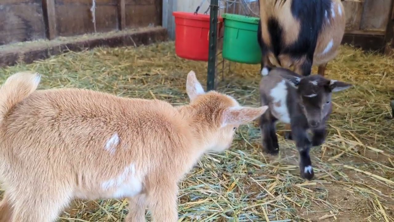 Nigerian Dwarf Goat Doelings