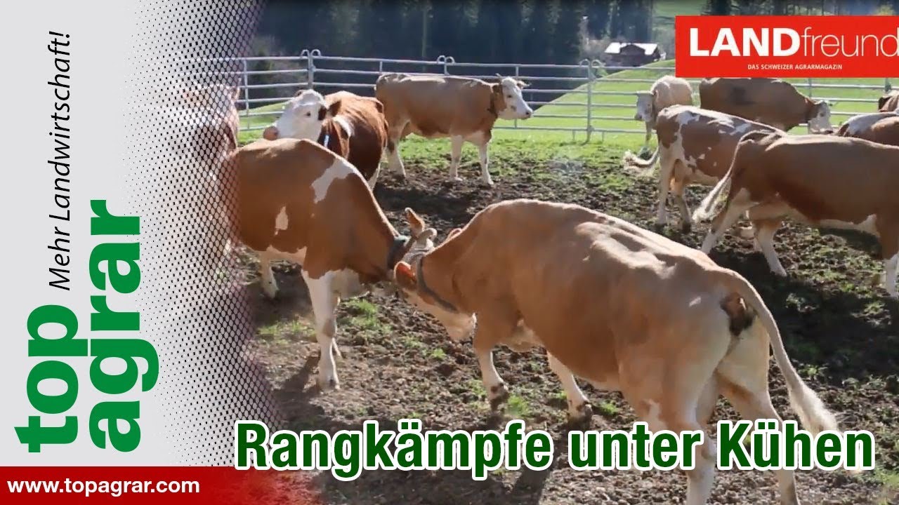 Rangk&auml;mpfe von K&uuml;hen