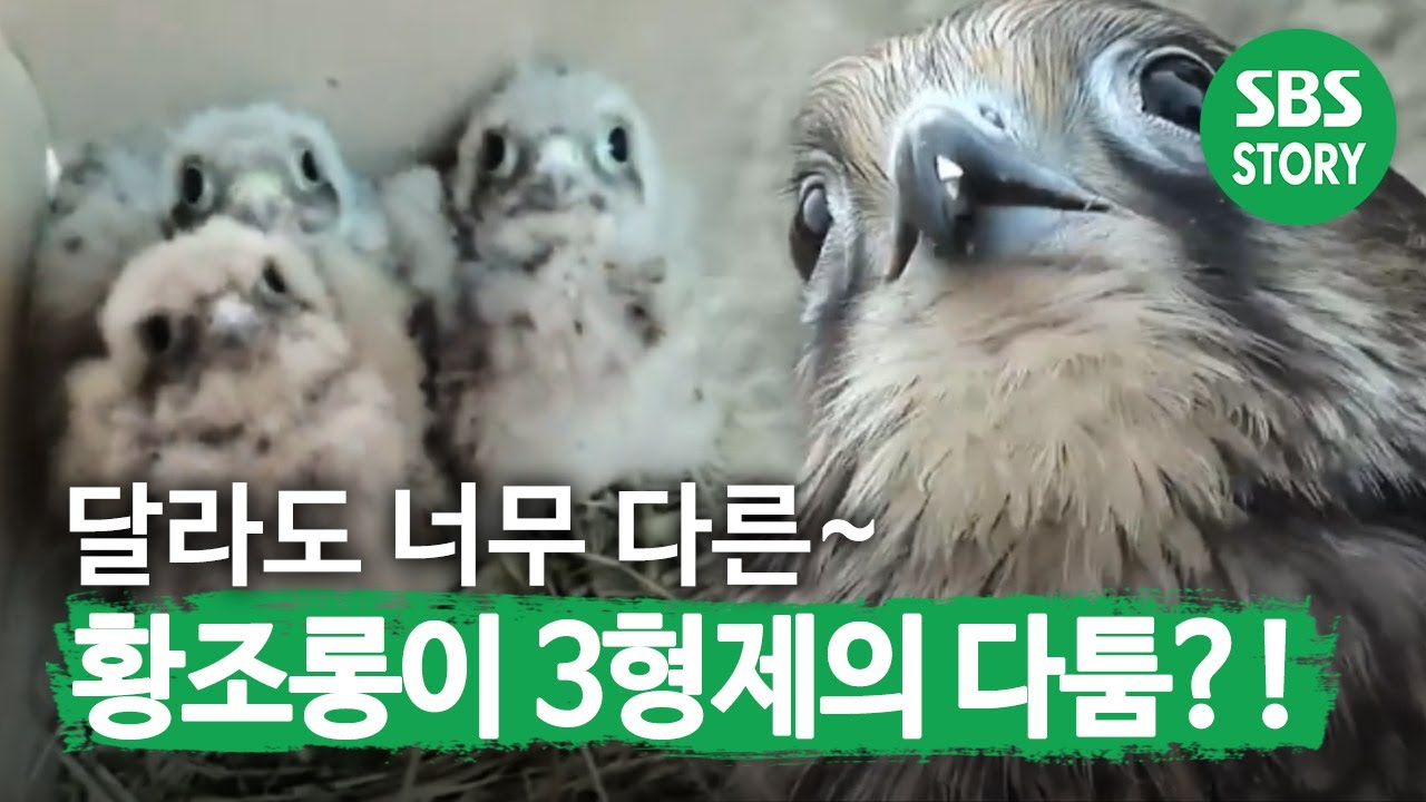 달라도 너무 다른~ &lsquo;황조롱이 3형제&rsquo;의 성격! I TV동물농장 (Animal Farm) | SBS Story