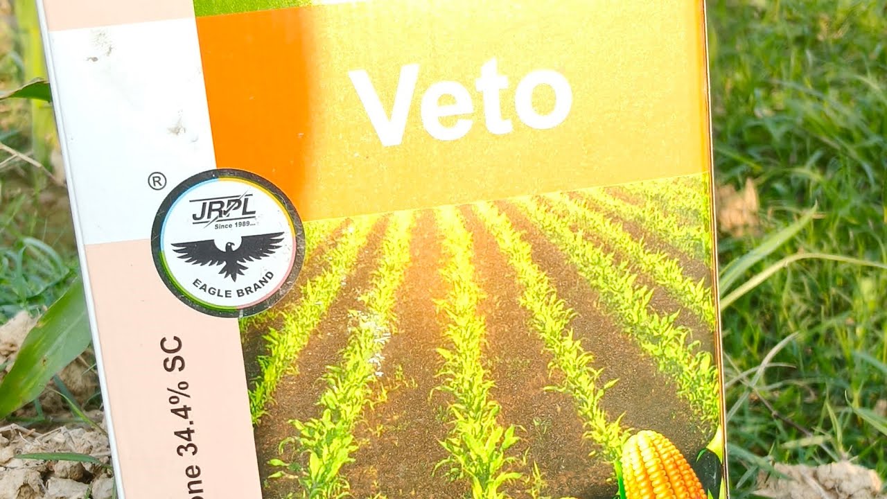 खेत में सिंचाई करते हुए#livestream #farming #shortvideos #nature #farmer 