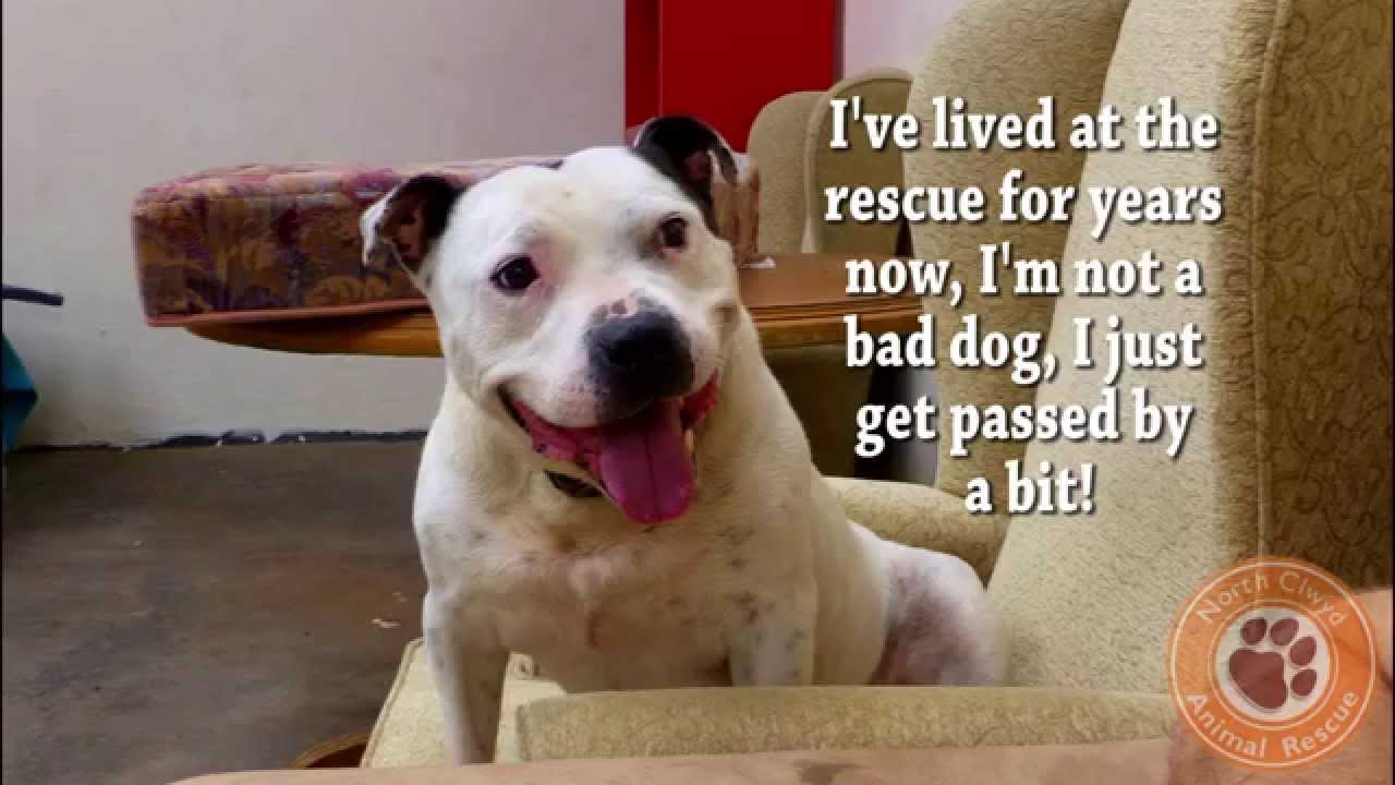 Buddy the Barrel (re-homed!)