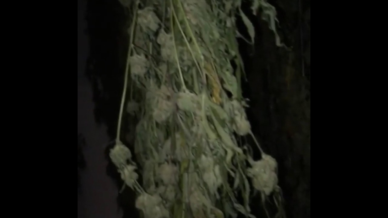 VividGro&reg; LED Grow Lights - HARVEST TIME - Crop Grown Under VividGro Lights