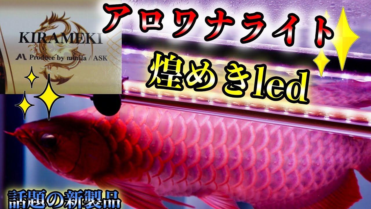 『紅龍専用LEDライト』新世代ライトが凄すぎる！煌　アロワナライト　お得に買える？情報あり『紅龍』『スーパーメタリカ』