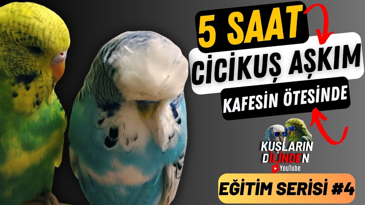 Konuşan Muhabbet Kuşu Cicikuş Aşkım | 5 Saat Muhabbet Kuşu Konuşturma Eğitimi !