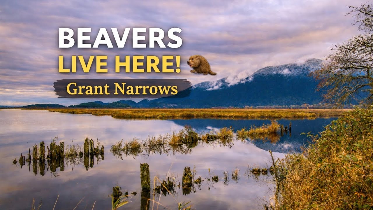 Grant Narrows Swan Loop Trail | Pitt Meadows BC | Beaver Houses & Drone Views