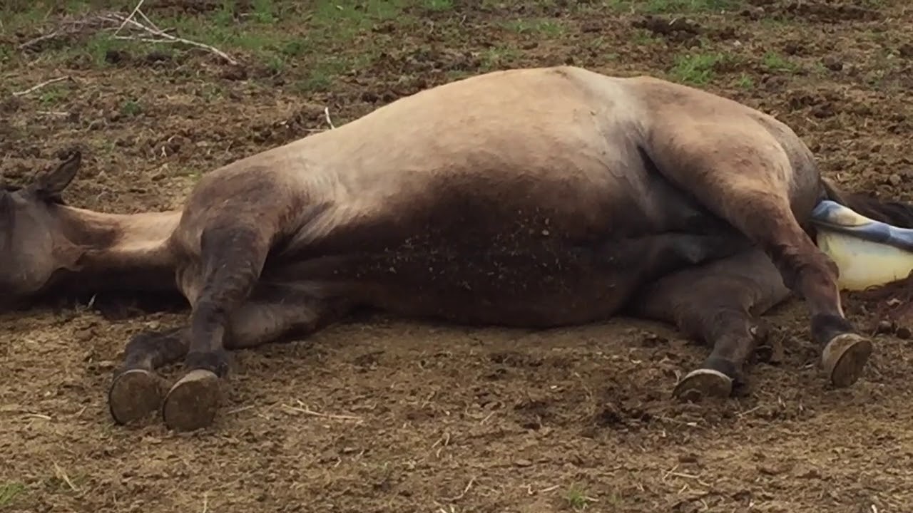 MFT grulla mare foaling video