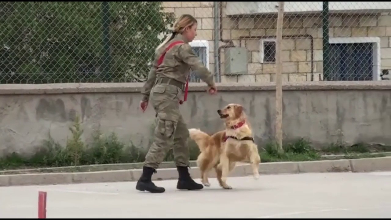 JAKEM Eğitimli Köpeklerin Gösterileri