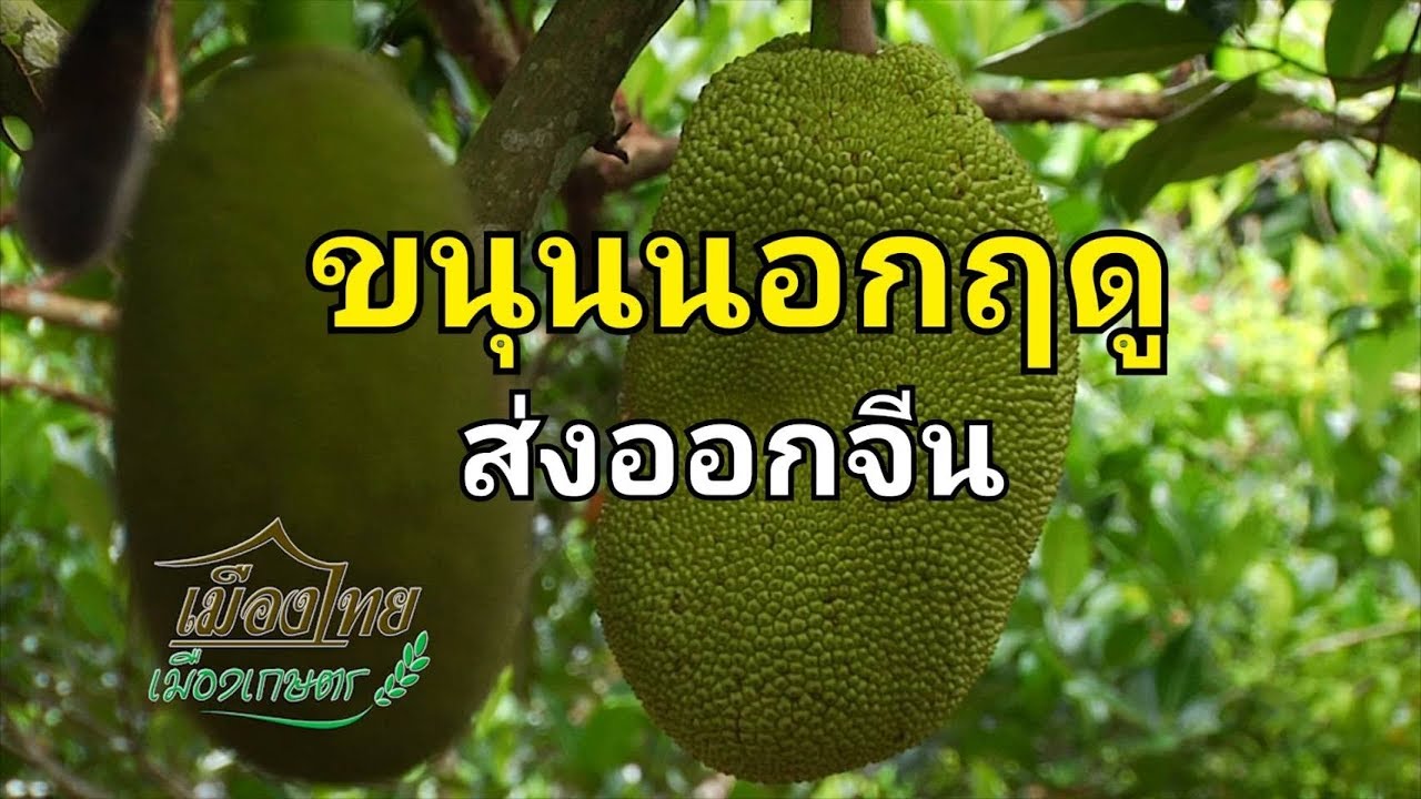 EP 30 ขนุนเงินล้าน