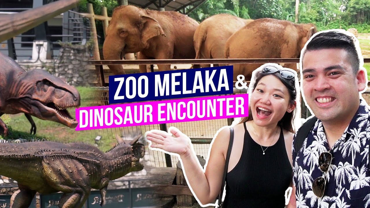 Zoo Melaka & Dinosaur Encounter | Things to do in Melaka