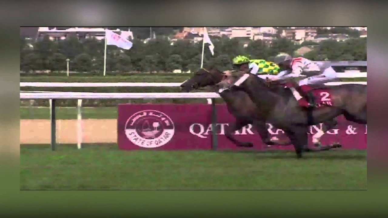 Dahor de Brugere, étalon stationné au Haras du Grand Courgeon (49) - 2015