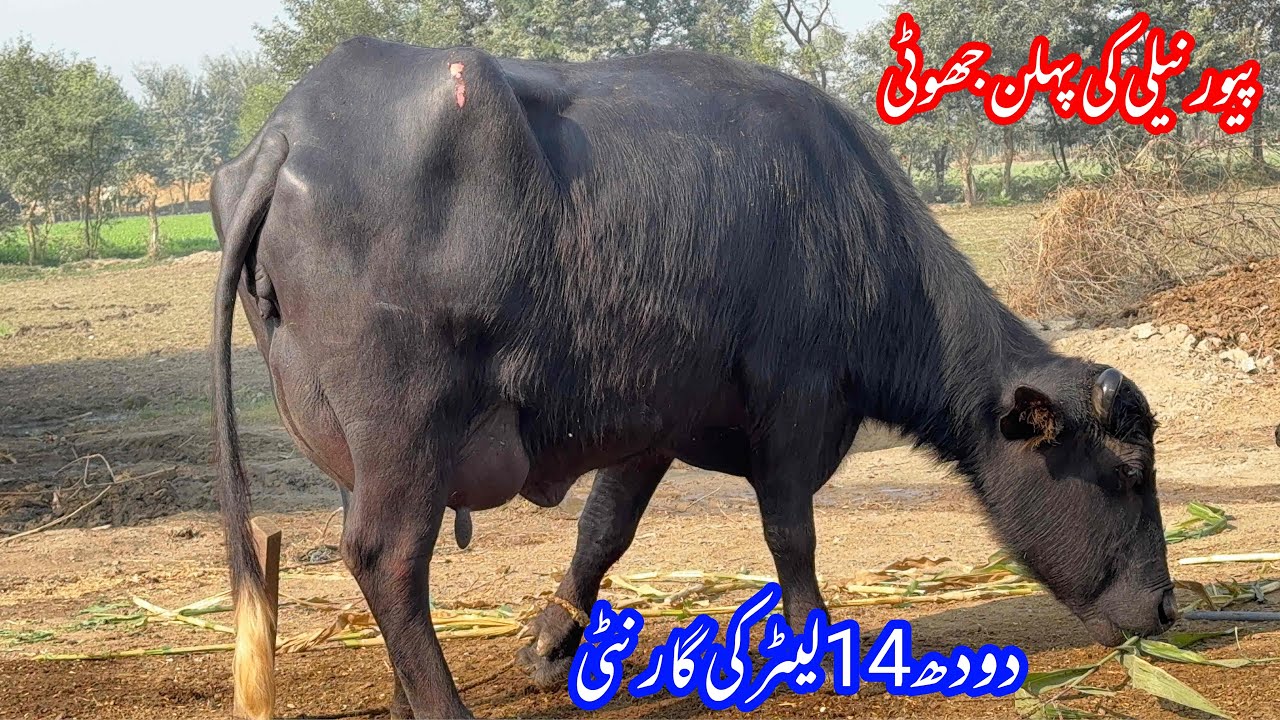 پیورنیلی کی پہلن جھوٹی براۓفروخت 27نومبر | 1st Timer Top Nilli High Milking Buffalo for sale 