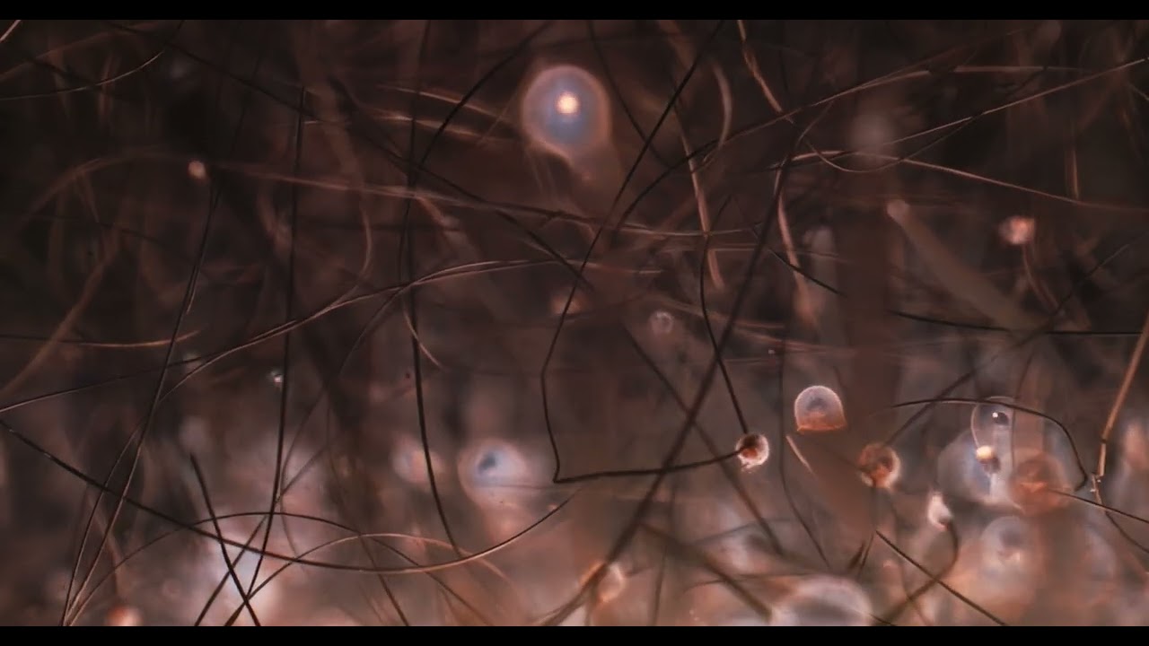 Flash bulbs in super slow motion