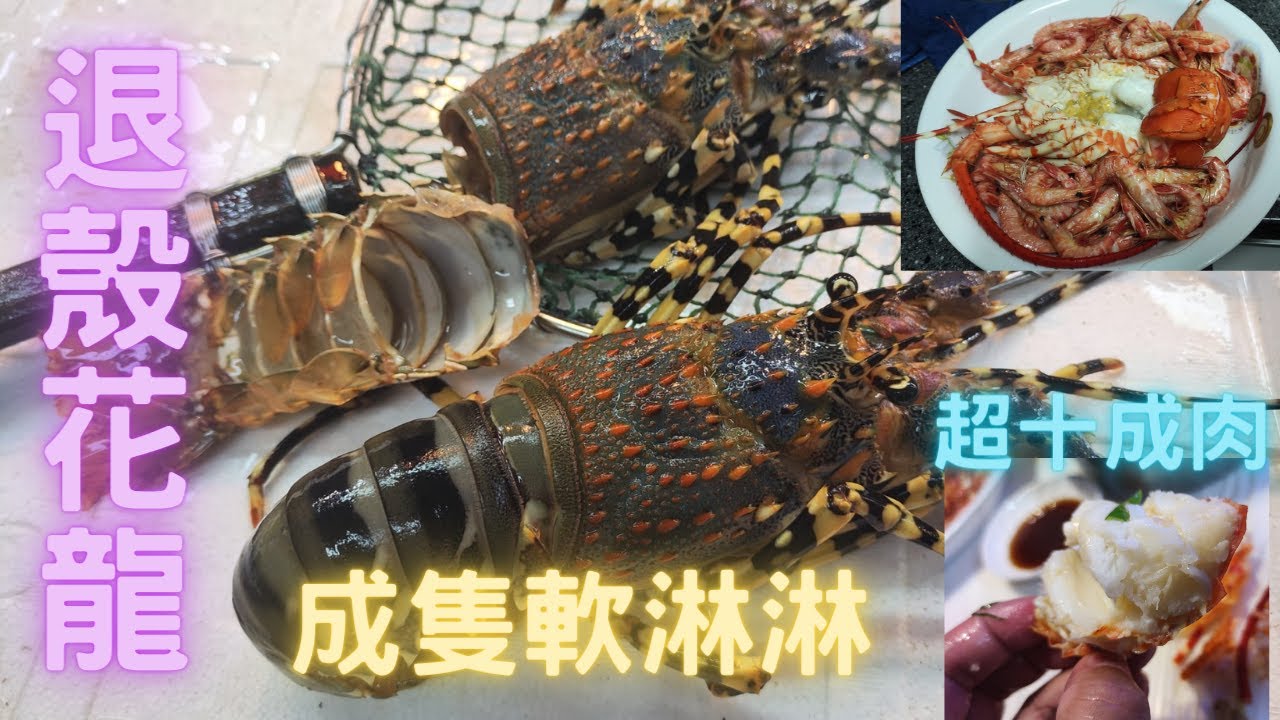 居然遇到剛退殼花龍😍全身軟淋淋🤣清蒸已經超好食🤤大牛屎臘食到全口油,真係Cp值好高魚種😍~fishcutting香港海鮮~社長遊街市Seafood