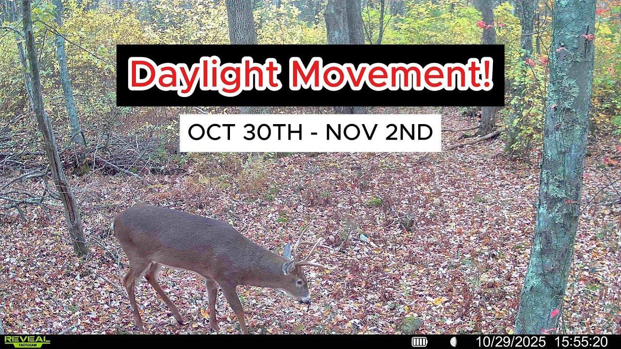 Buck Movement! Finally! Rhode Island Bucks!