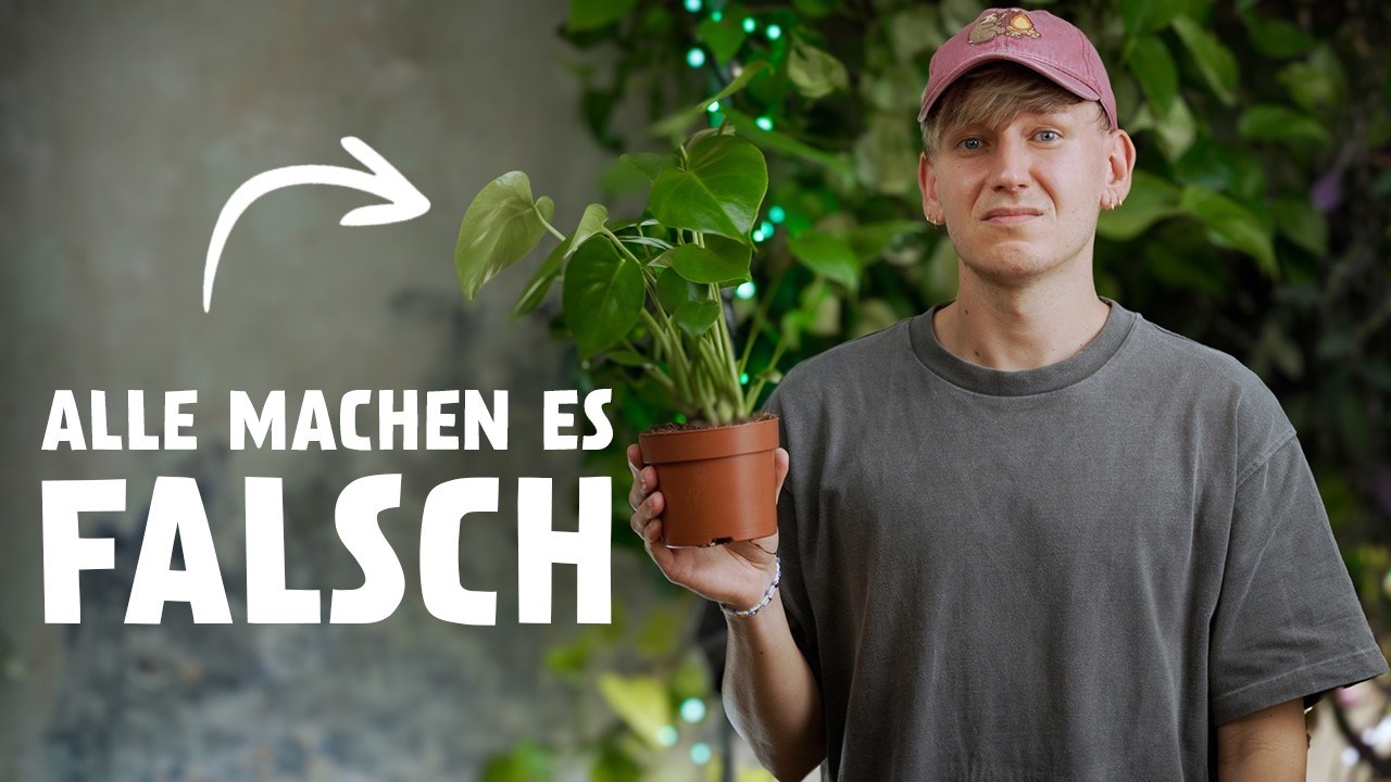 Monstera deliciosa RICHTIG pflegen! Diese 7 Pflegetipps MUSST du kennen 🪴 (Fensterblatt)