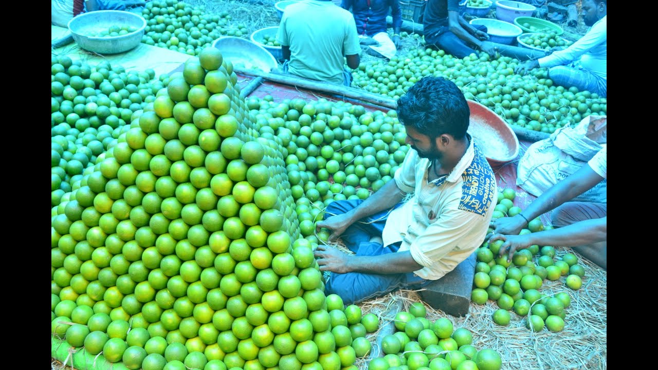 Fruit Market in Kolkata | Fruit Market (Mechua Bazaar) | Banana Auction | Kolkata Fruit Market