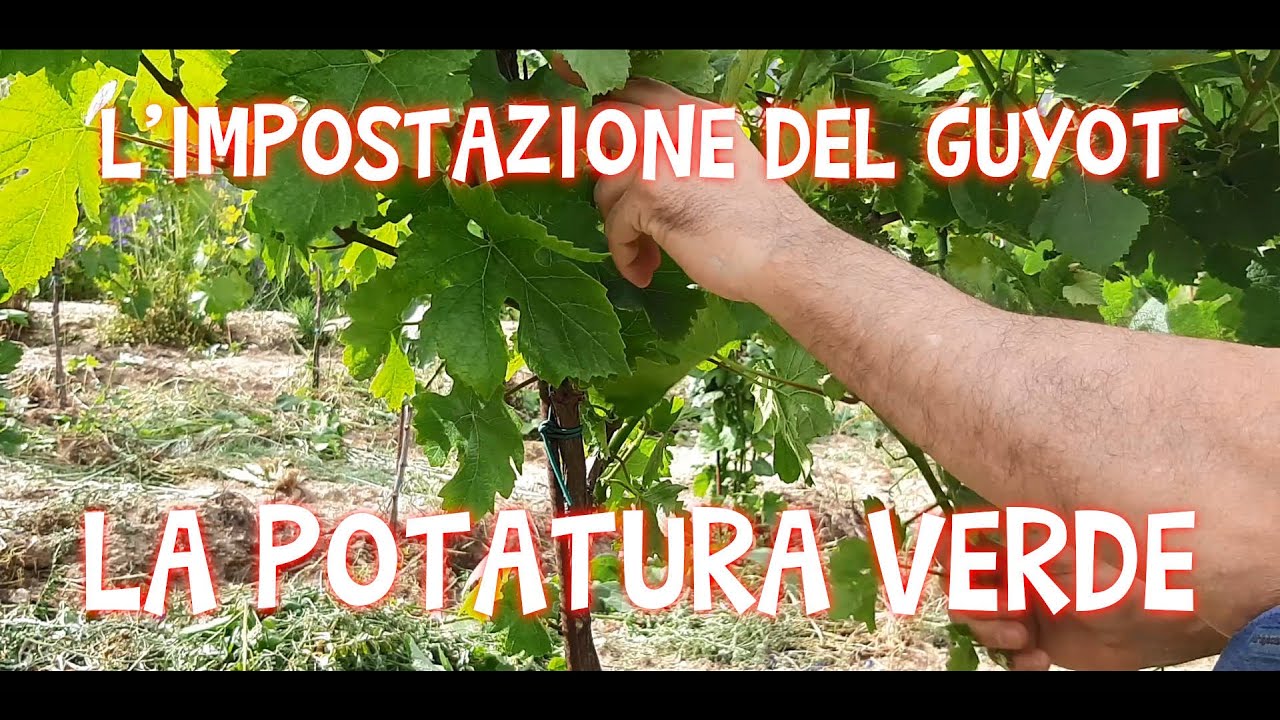 GALAFAI Anno 4 - La potatura verde del guyot