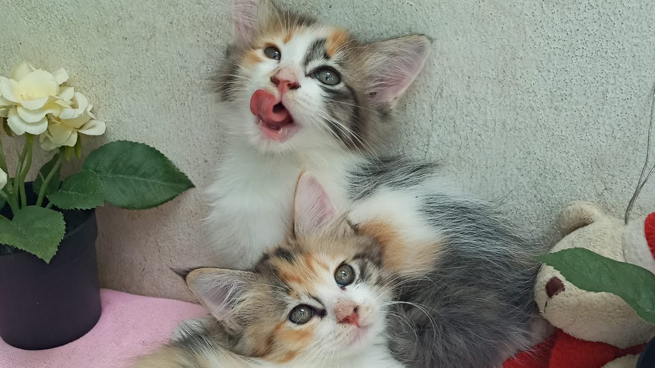 Time Machine Cats !!!! Longest Daily Cat's Story