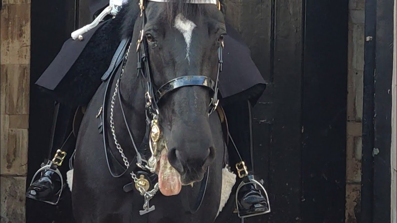 What's On The Horse's Tongue?
