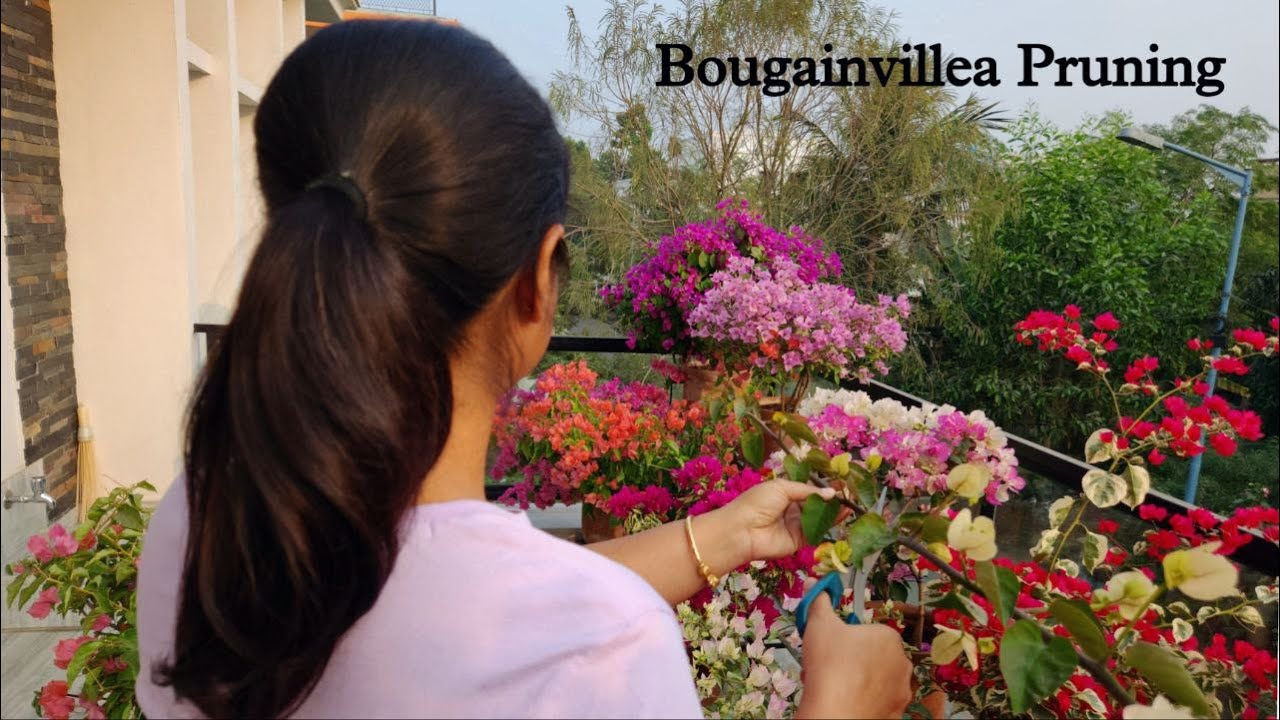 বোগেনভিলিয়ার ছাঁটাই ফুল ও আকারের জন্য|How to prune bougainvillea| more flowers ,bushy shape|meraki|