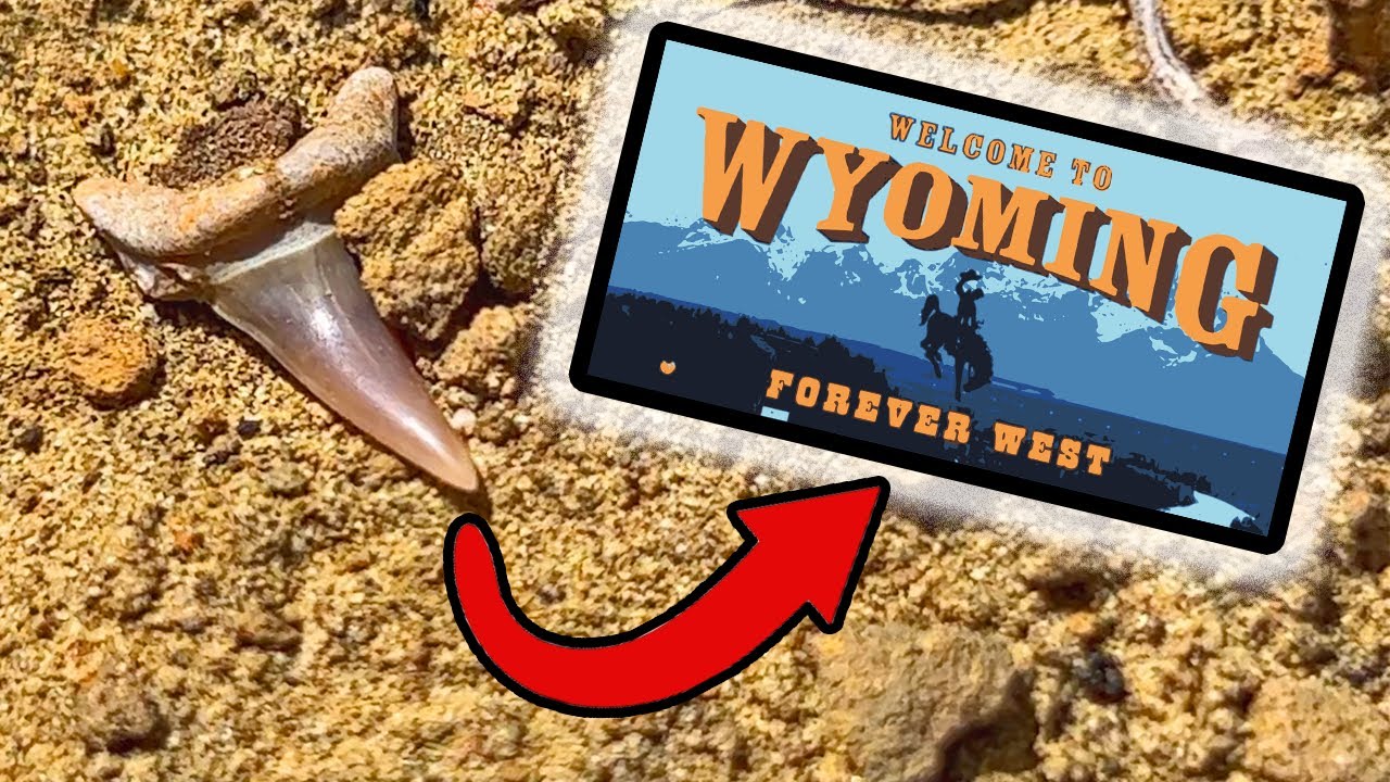 Мы нашли акул в Вайоминге!? (Специальный выпуск, посвященный Неделе акул)