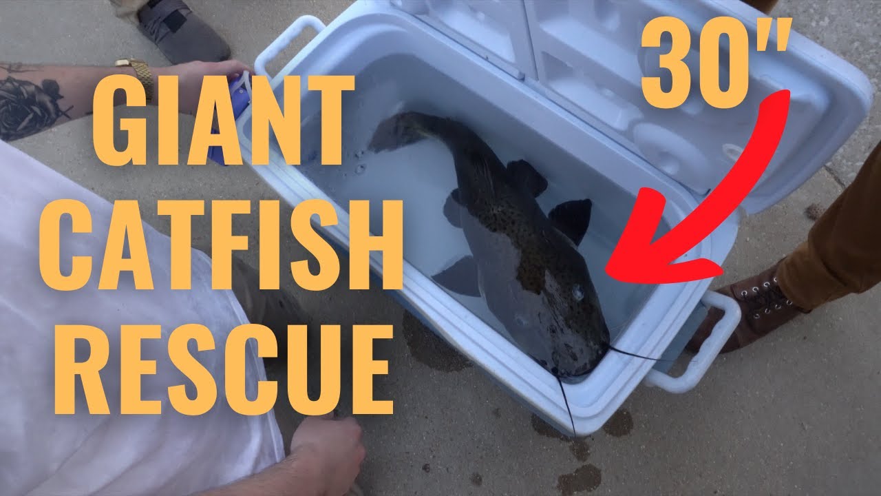 *GIANT* FISH RESCUE TIGER SHOVELNOSE/REDTAIL HYBRID!!