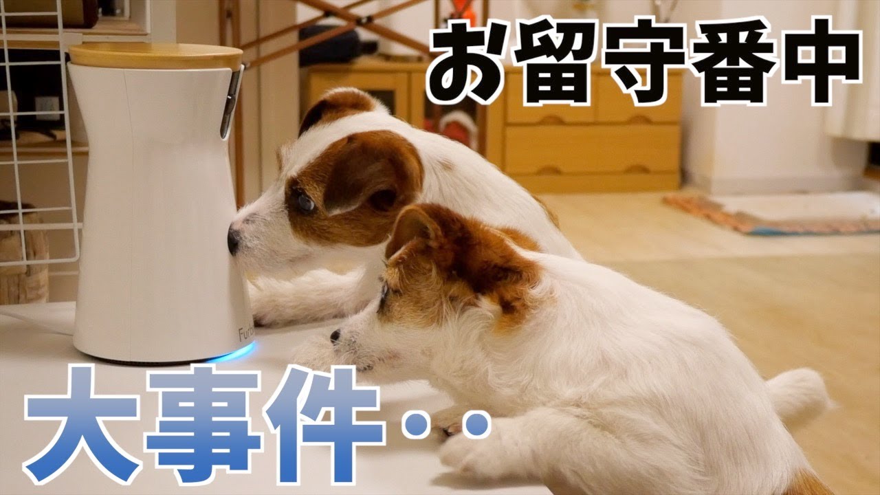 多頭飼いのお留守番を隠し撮りしたら大事件が起きました・・・/ジャックラッセルテリア