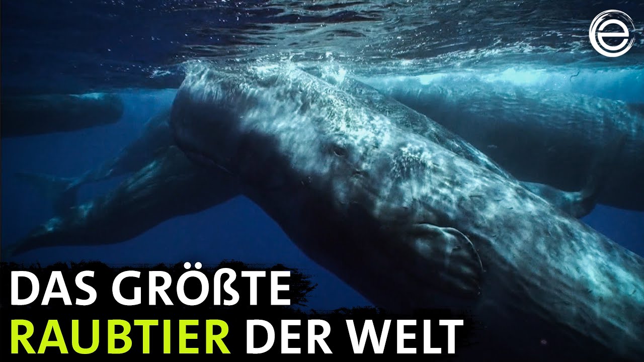 Giganten im Mittelmeer ‒ Pottwalen auf der Spur | Erlebnis Erde