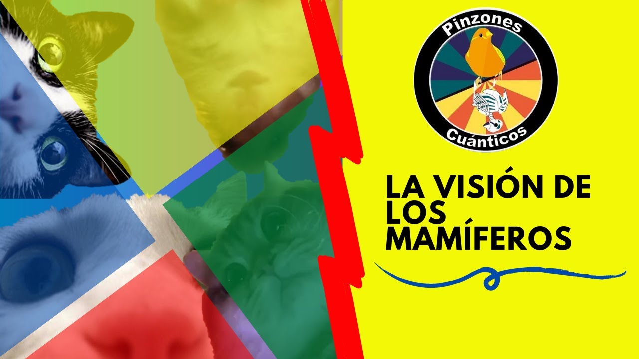 La visión secreta de los animales (mamíferos) | Pinzones cuánticos 2020