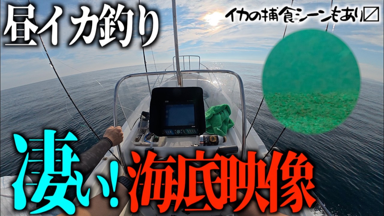 【神回！】昼イカ釣り、海底映像撮ってたらケンサキイカの捕食シーンが撮れていた… #イカメタル #ケンサキイカ #海底映像