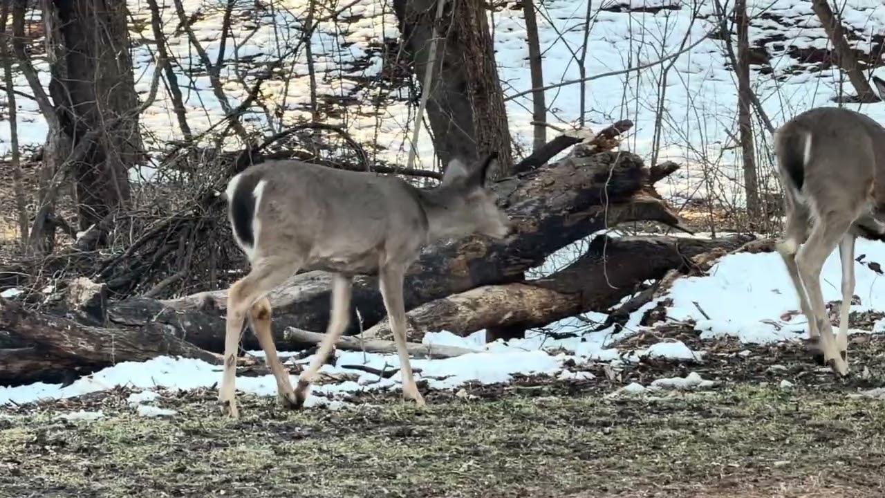 Whitetail Bucks, Doe And Wild Turkeys Stomping Around With The Snow Finally Starting To Melt! 2/1/26