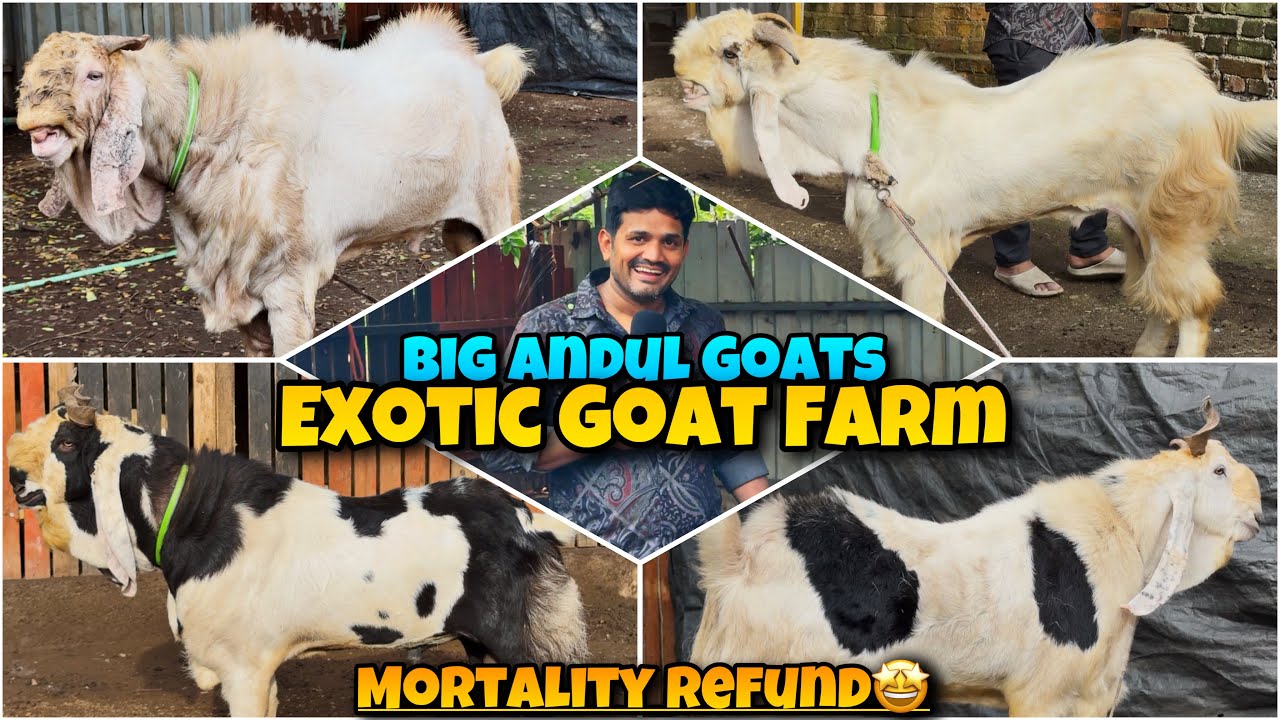 MORTALITY Exchange OFFER🤩 BIG ANDUL Goats of EXOTIC Goat Farm Bhiwandi Padhga