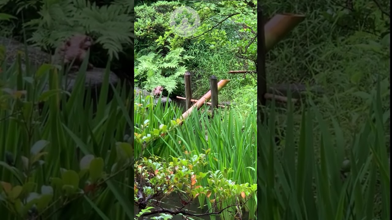 Sounds of shishi odoshi and rain in a Japanese garden on a rainy day - Positive Energy