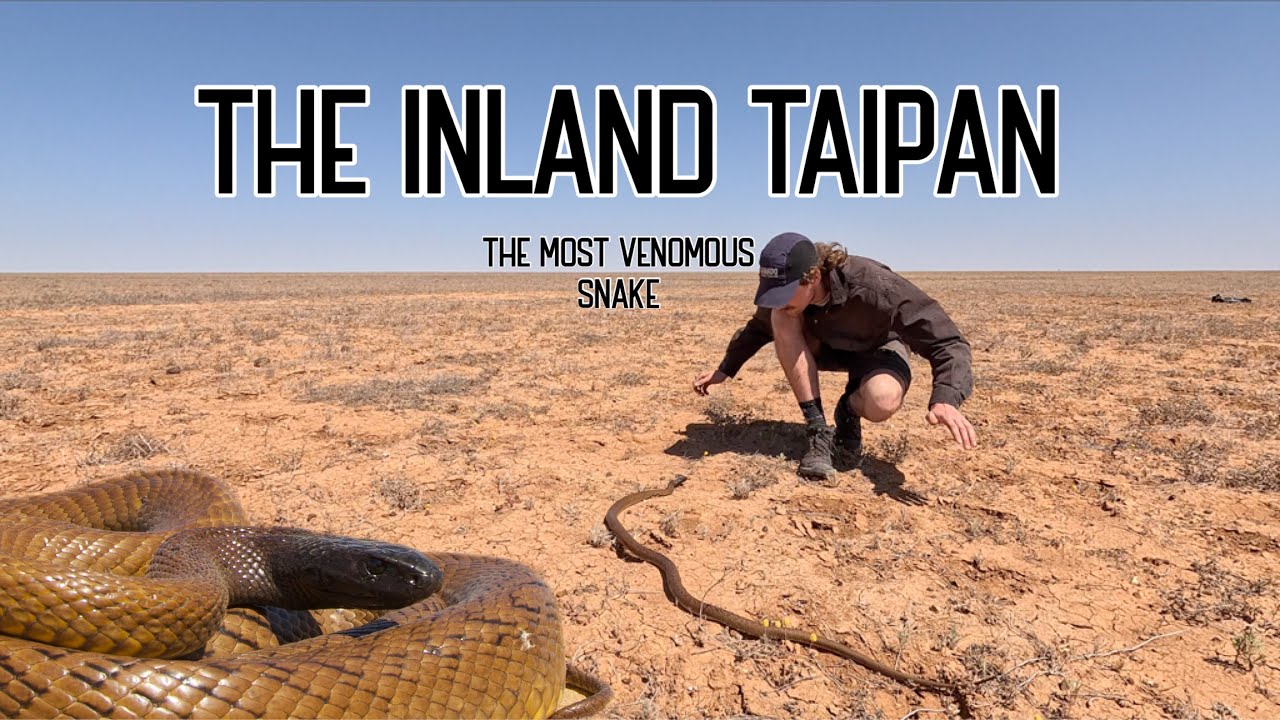DEADLY, BUT UNFAZED: THE SEARCH FOR THE INLAND TAIPAN