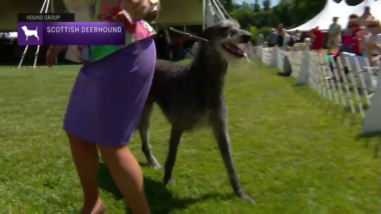 Scottish Deerhounds | Breed Judging 2022