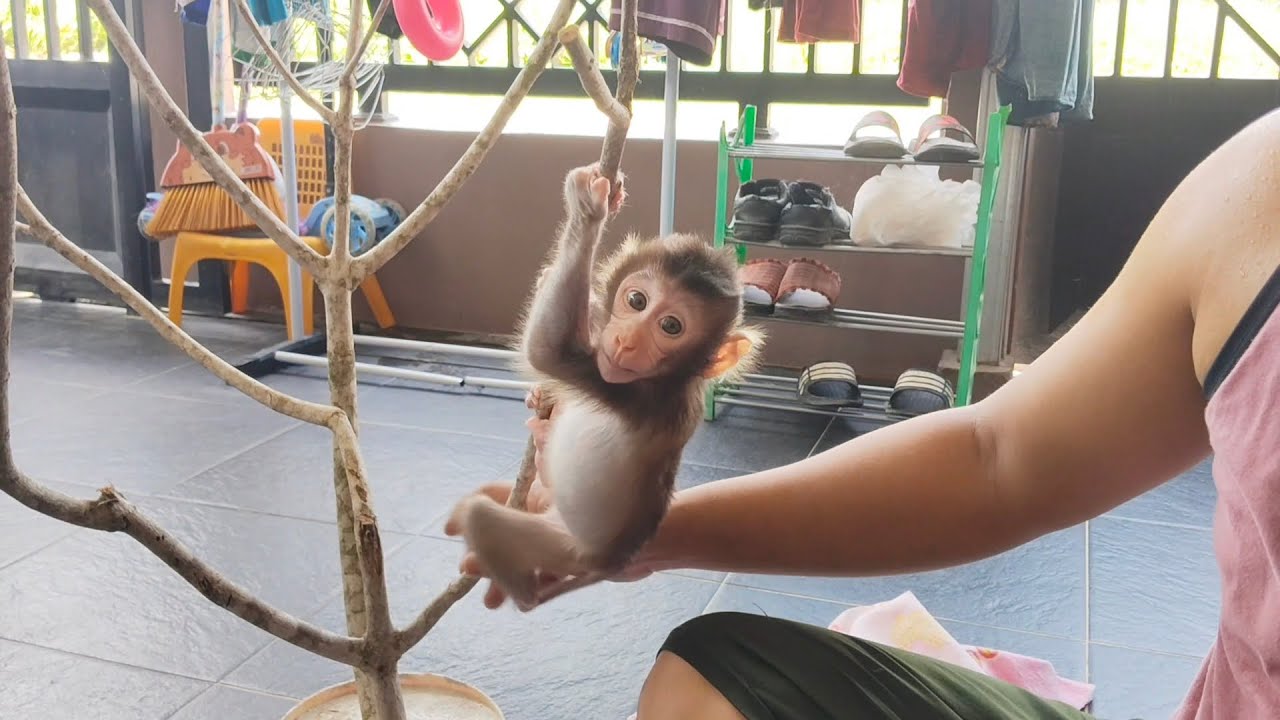 Wow.. the baby monkey Boni is getting more and more agile.