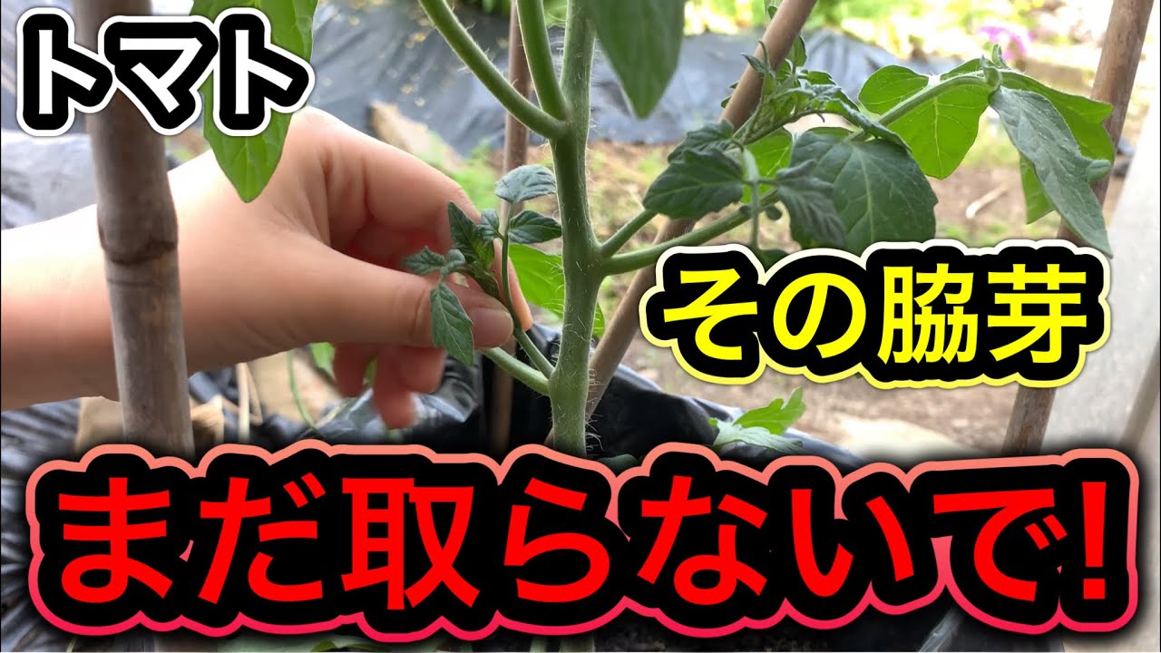 トマト植えたら最初にする重要作業を徹底解説！脇芽はいつ取る？ベストなタイミングを知って収穫量アップ！誘引と支柱。大玉トマト栽培、ミニトマトの育て方。挿木と水耕栽培