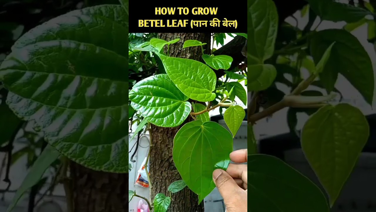How to grow betel leaf (पान की बेल, नागरवेल) #shorts
