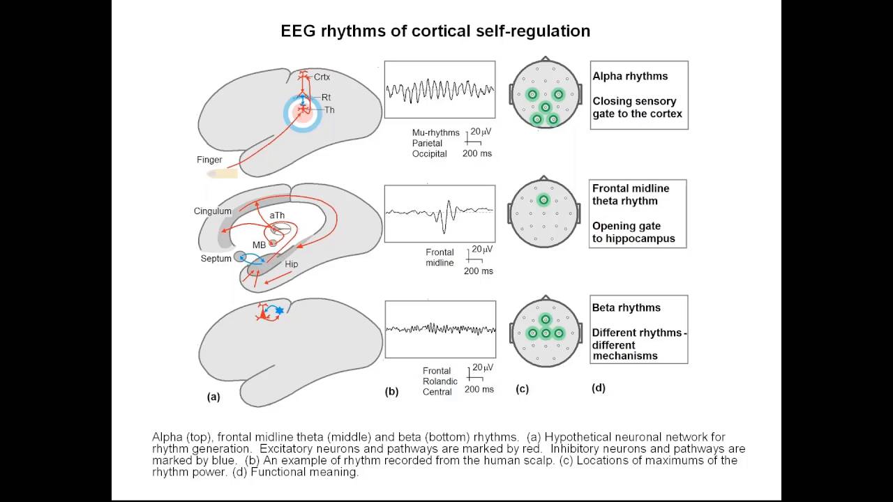 Introduction to Functional Neuromarkers - Professor Juri Kropotov