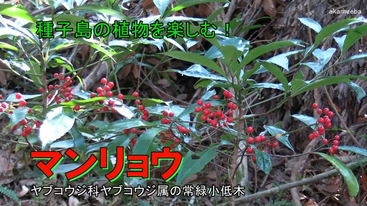 マンリョウ 真冬の寒い時期に小枝の先に赤い実を房状につけた果実風景令和8年 - 種子島の樹木・花木
