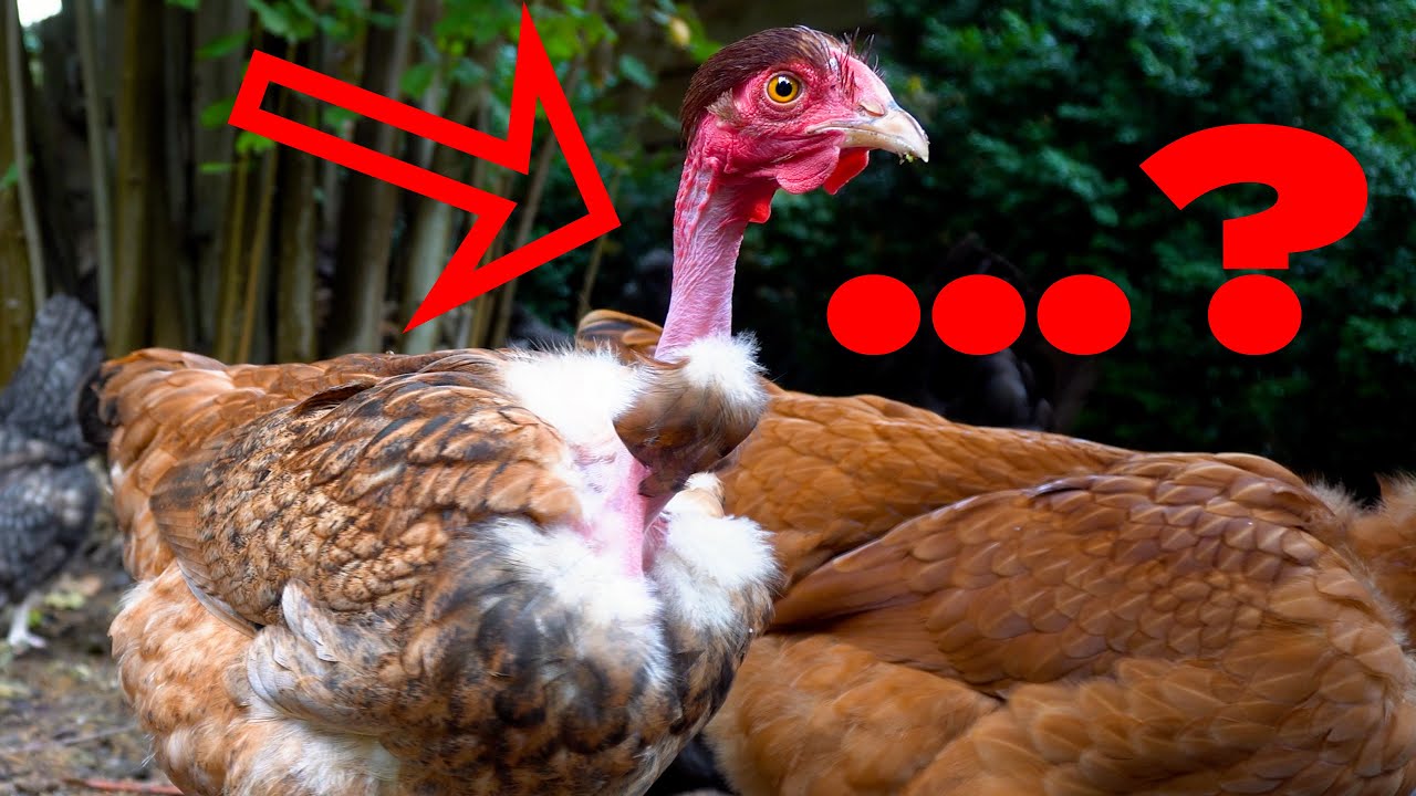 Nackthalshühner 2.000 Jahre alt, Tierbesprechung, Qualzuchtfrage 100 % entkräftet?