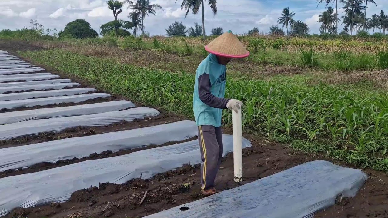 NO MORE STRUGGLE! CREATIVE TOOL TO DRILL MULCH HOLES EASILY - Agriculture Farming