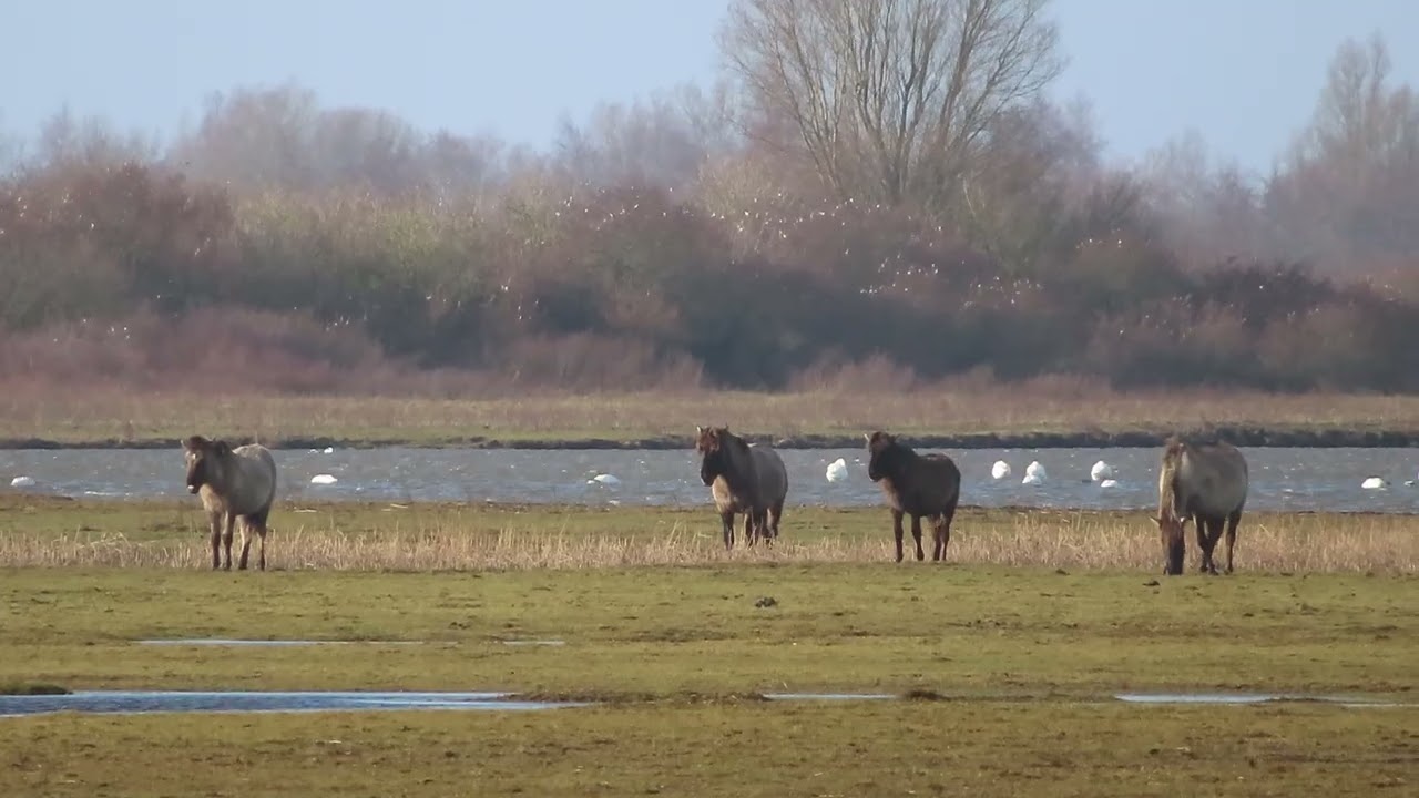 Konikpaarden in het Lauwersmeer