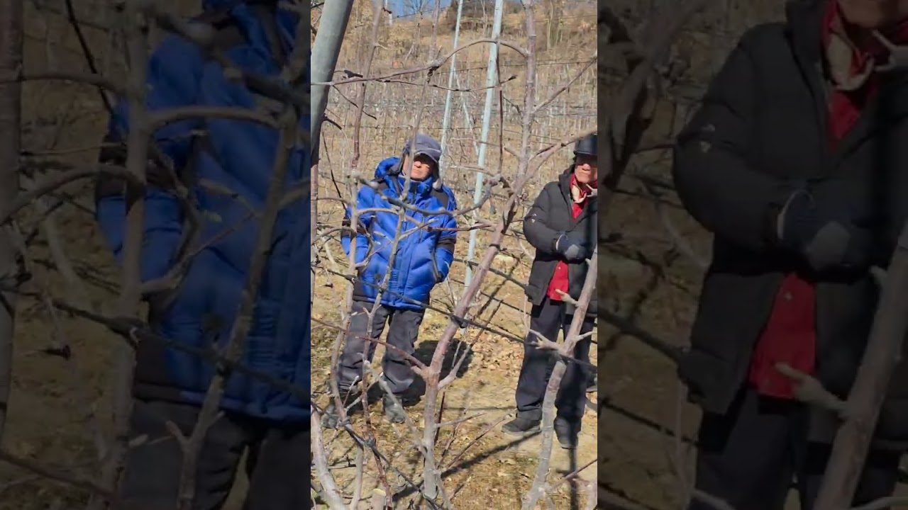  5년차 다축 후브락스 박강열강사님 모시고 전정교육 26년 2월 3일