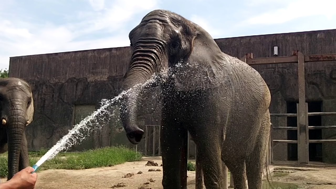ゾウさんの水浴び