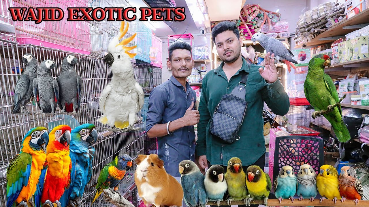 Wajid exotic pat's 😍all exotic birds and exotic pet's available to📍Mumbai jogeshwari west  part 1 😍